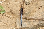 Orthetrum glaucum-Silent Valley-2016-08-14-002.jpg