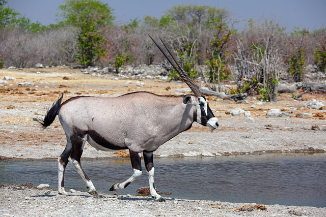 The gemsbok has conspicuous markings on its face, which conceal the eye, and on its legs. These may have a role in communication.