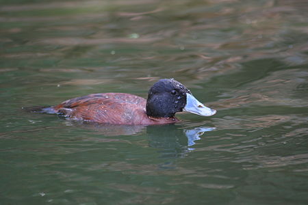 Oxyura maccoa.jpg