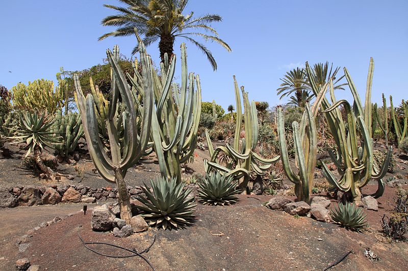 File:Pájara La Lajita - Oasis Park - Pachycereus marginatus 02 ies.jpg