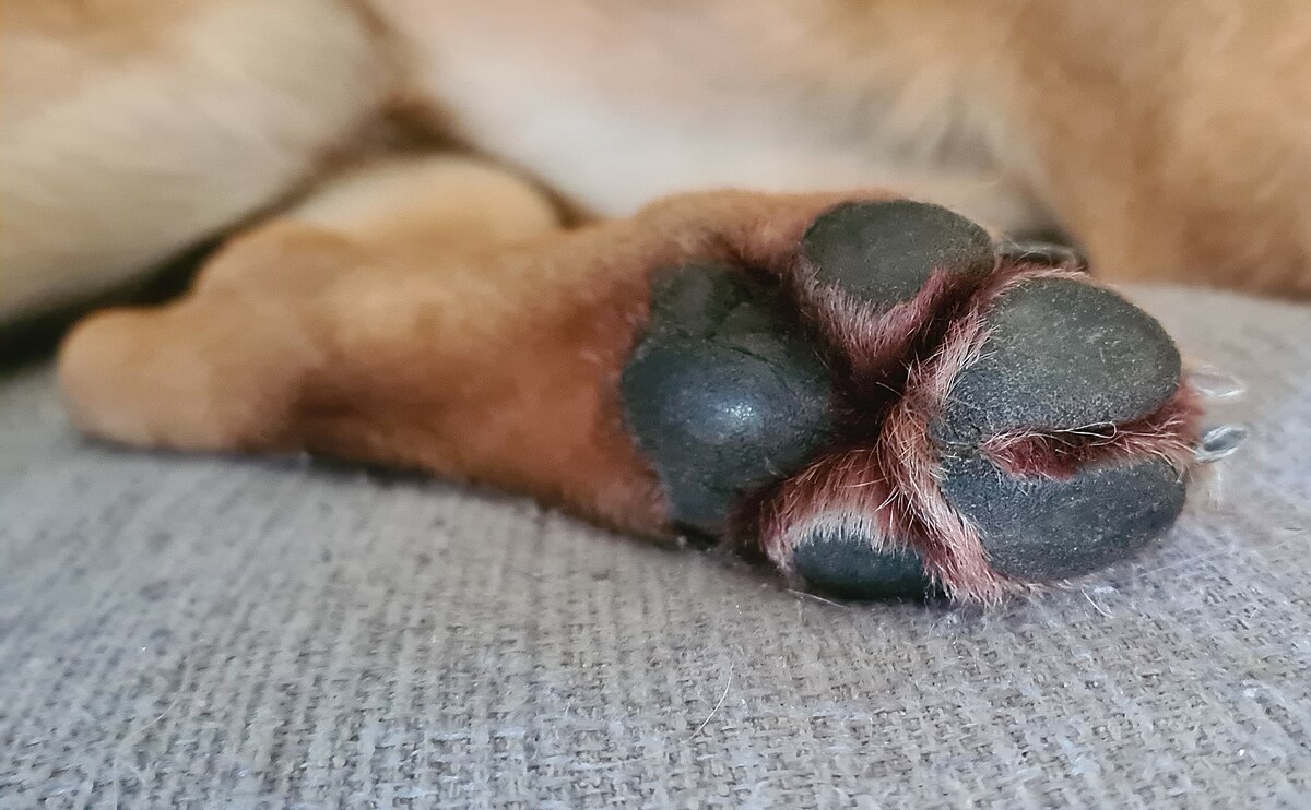 Dog missing shop paw pad