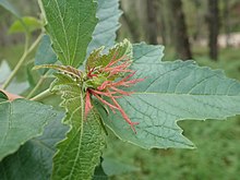 PB060007 Adriana tomentosa - female flowers.jpg