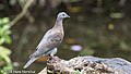 Pale-vented Pigeon, Costa Rica, Januaru 2018 (39642169024).jpg