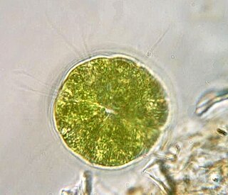 <i>Pandorina</i> Genus of algae