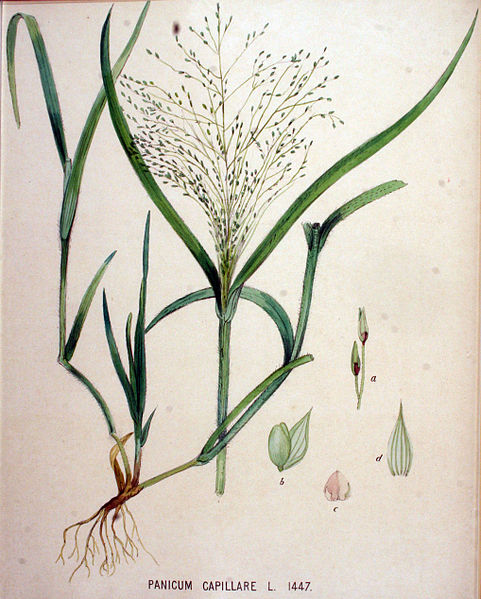 File:Panicum capillare — Flora Batava — Volume v19.jpg