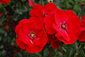 'Paprika' Tantau 1957 'Märchenland' × 'Red Favorite'