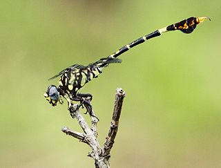 <i>Paragomphus sabicus</i> Species of dragonfly