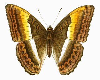 <i>Parasarpa zayla</i> Species of butterfly