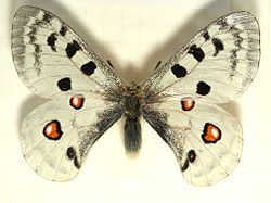 Parnassius.apollo.mounted.jpg