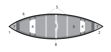 1 Bow, 2 Stern, 3 Hull, 4 Seat, 5 Thwart, 6 Gunwale, 7 Deck, 8 Yoke Parts of Canoe.svg