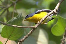 Tropical parula, resident locally in forest and woodland. Parula pitiayumi.jpg