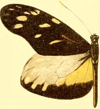 <i>Patia cordillera</i> Species of butterfly