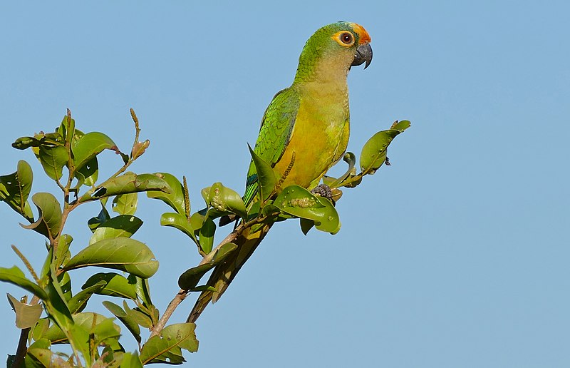 File:Peach-fronted Parakeet (Aratinga aurea) (28188515794).jpg