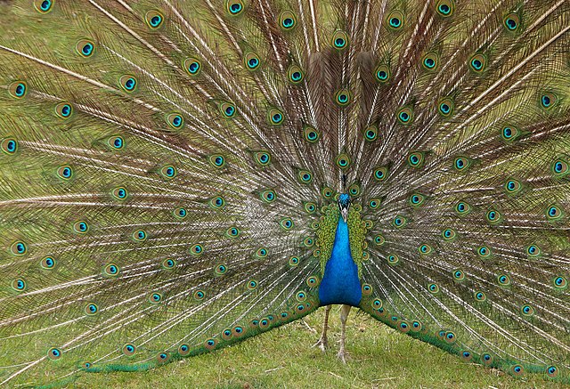 The Tail Feathers Of A Peacock Pecock Nature Colorful Photo