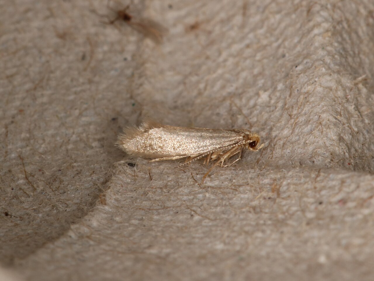 tiny small clear white bugs in house