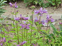 Penstemon serrulatus