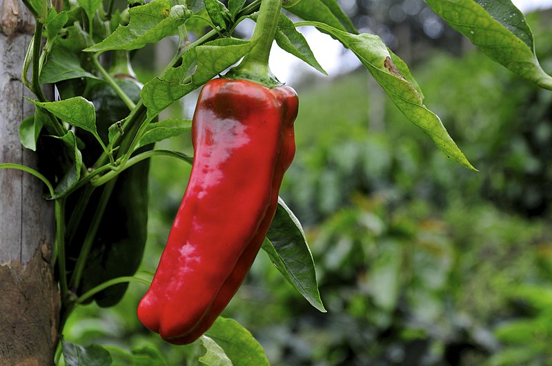 File:Pepper intercropped with coffee, Colombia.jpg