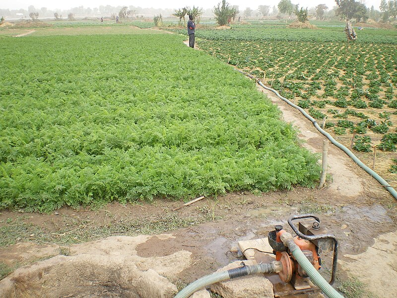 File:Periurban gardening, a well-developed activity for income generation - Agriculture periurbaine, une activité bien developpée pour générer un revenu (3256371571).jpg