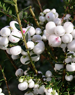 <i>Gaultheria mucronata</i> Species of plant