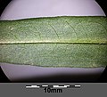 Bottom side of leaf