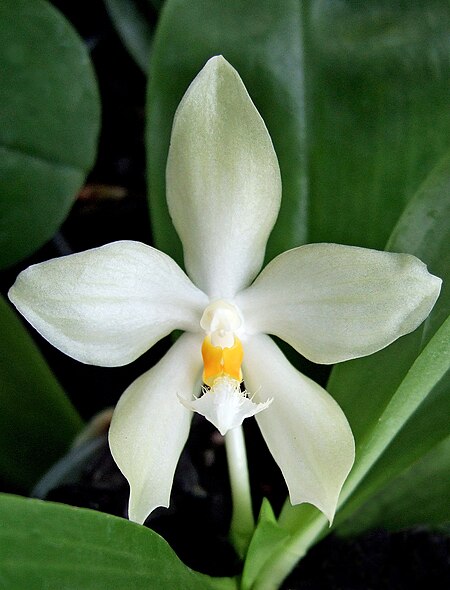 Phalaenopsis_micholitzii