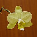 Phalaenopsis orchidee. Bloeiende kamerplant.
