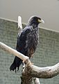 Phalcoboenus australis (Falconidae) Striated Caracara