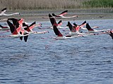 Păsări flamingo în delta râului Axios