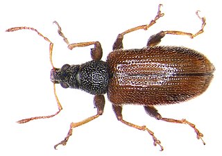 <i>Phyllobius oblongus</i> Species of beetle
