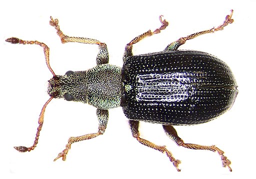 Phyllobius viridicollis (Fabricius, 1792) (4141443712)