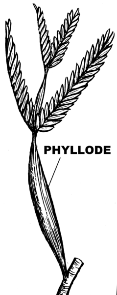 File:Phyllode (PSF).png