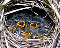 Nestlings; Lithuania