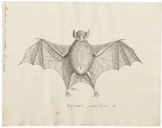 A hand drawn image of the great fruit-eating bat