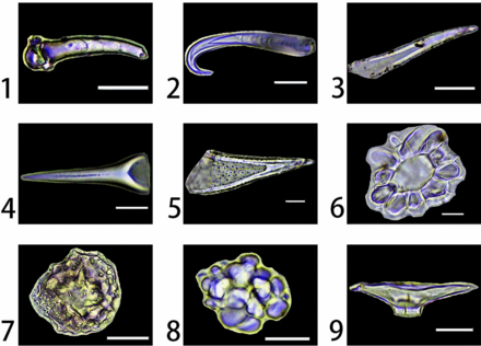 Types of phytoliths found on broad-leaved trees in China
Scale bars are 20 mm Phytoliths types II.webp