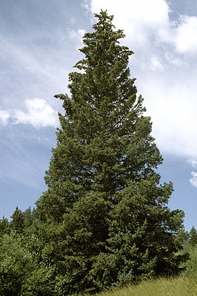 Picea pungens USDA1.jpg