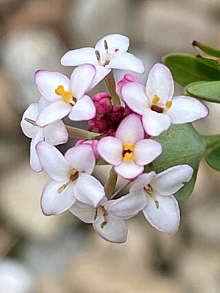 <i>Pimelea spicata</i> Species of flowering plant