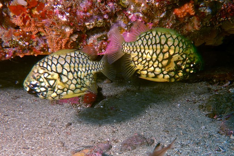 File:Pineapplefish-Cleidopus gloriamaris (11258708466).jpg