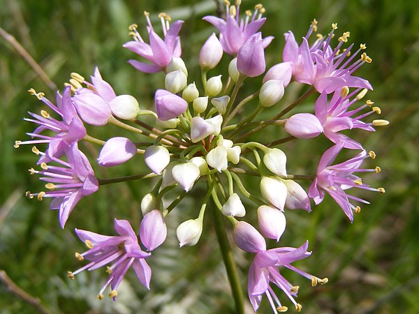 A pink wild onion (Allium stellatum) — blooms in the tallgrass prairie of Waubay Wetland Management District in South Dakota.