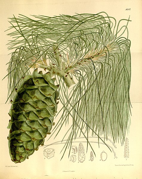 File:Pinus armandii 136-8347.jpg