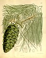 Pinus armandii 136-8347.jpg