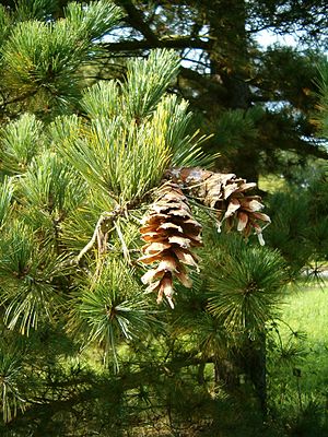 Pinus peuce SzyszkiLiście BotGardBln0906.JPG