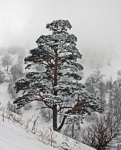 In snow, Bakuriani, Caucasus Mts., Georgia