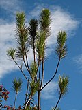 Thumbnail for Pinus taiwanensis