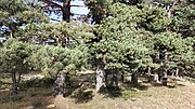Miniatura para Pinus x rhaetica