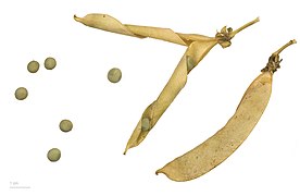 Pisum sativum (Pea), fruits and seeds