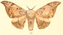 Pl.03-18-Mustilia hepatica Moore ، 1879. JPG