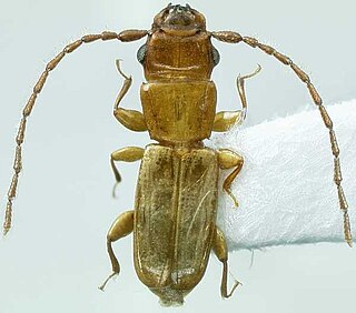 <i>Placonotus</i> Genus of beetles