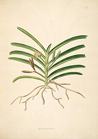 Acampe praemorsa as syn: Epidendrum praemorsum vol. 1 plate 43 in: William Roxburgh: Plants of the coast of Coromandel (1795)