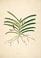 Acampe praemorsa vol. 1 plate 43 in: William Roxburgh: Plants of the coast of Coromandel (1795)