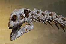 Schädel und vordere Halswirbelsäule von Plateosaurus engelhardti, wahrscheinlich die Kopie eines Skeletts aus Ellingen